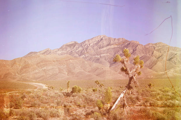 Joshua tree in nowher